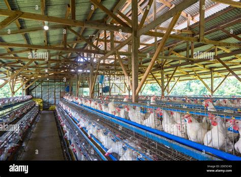 registered poultry farms in the philippines 2023|The 10 Best Poultry Farm Companies in Philippines .